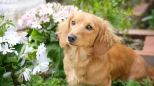 pet friendly outdoor climbing plant