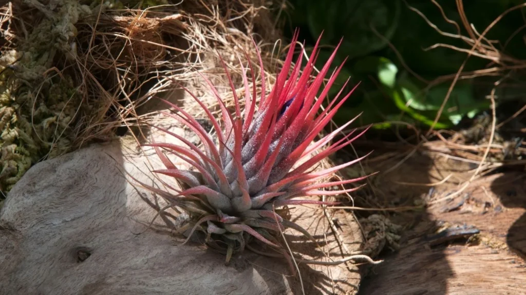 Air plant On a Natural Driftwood Piece