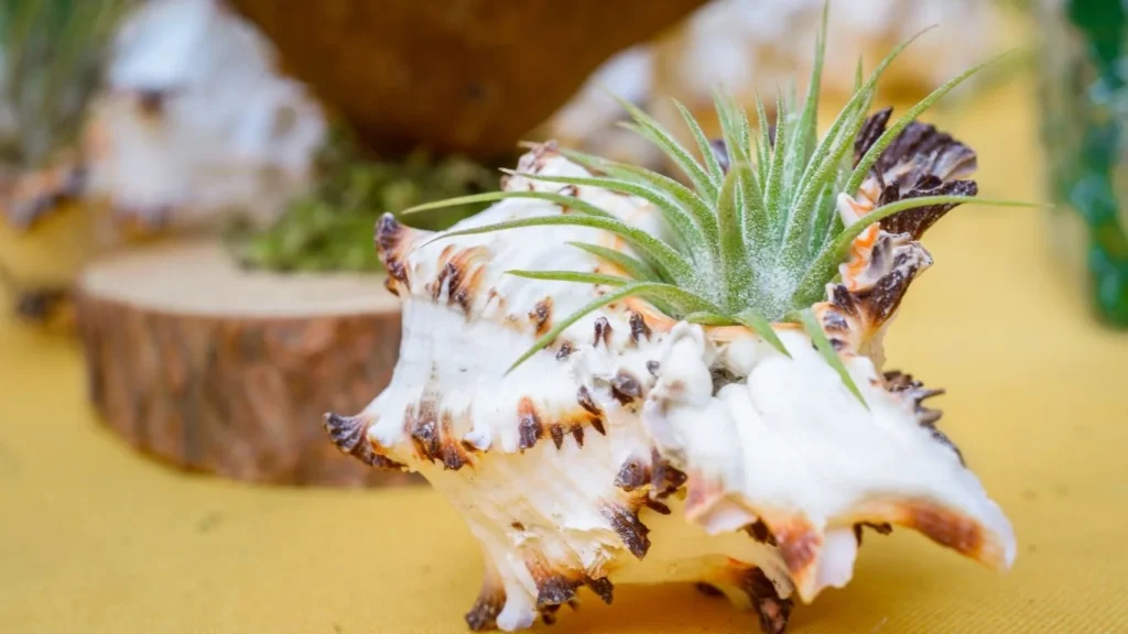 Air plant on shell