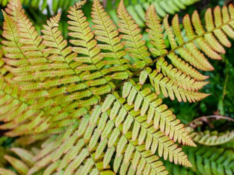 Autumn Fern