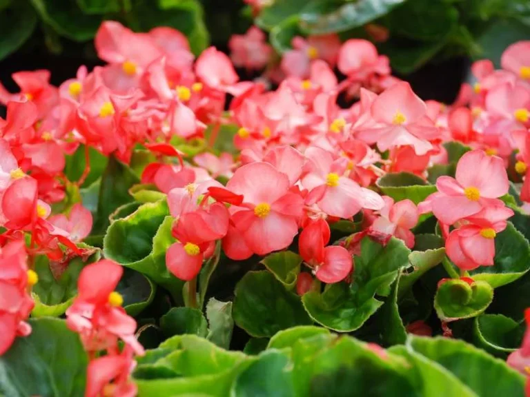 Begonia