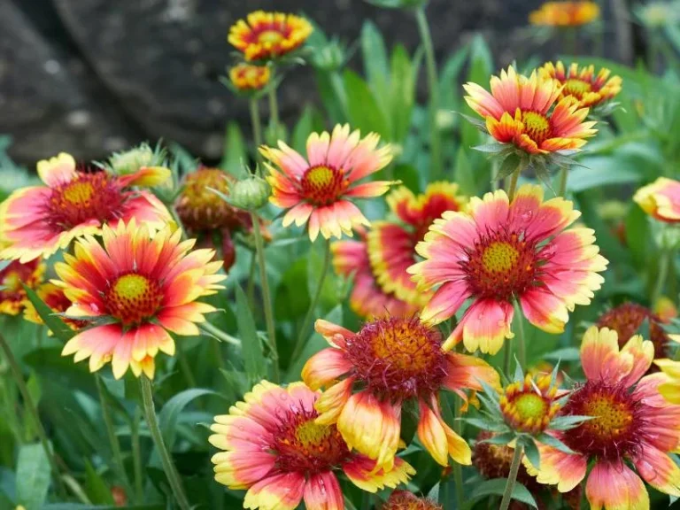 Blanket Flower