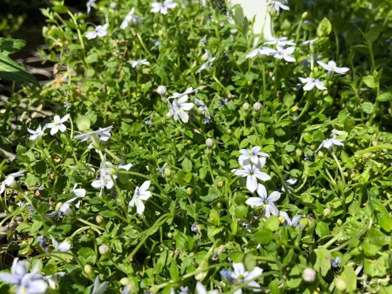Blue Star Creeper