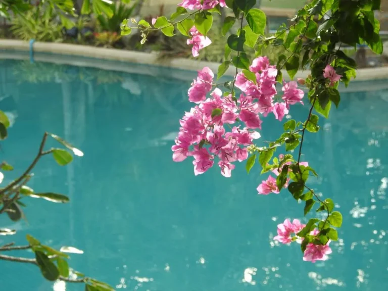 Bougainvillea