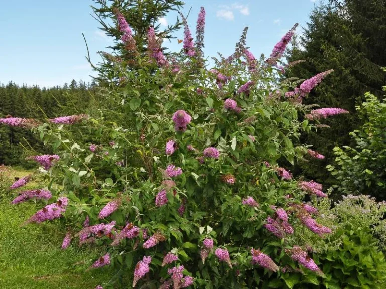Butterfly Bush