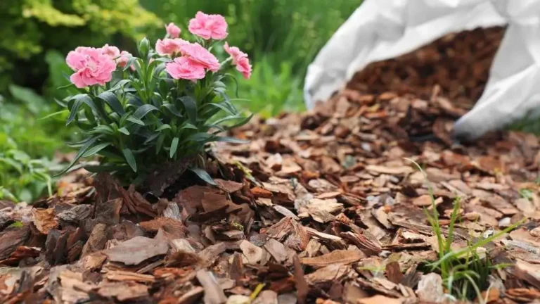 Cedar Mulch