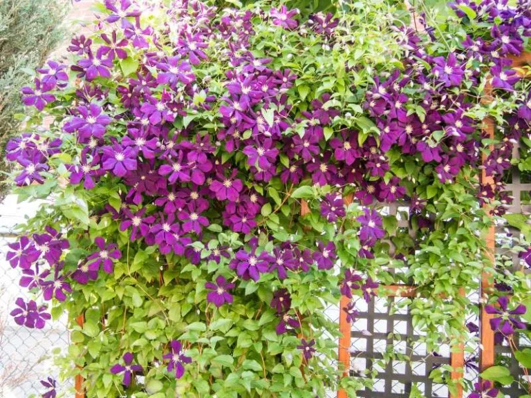 Clematis ‘Jackmanii’