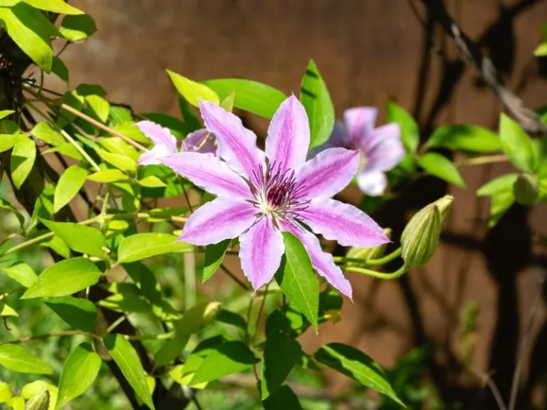 Clematis ‘Nelly Moser’
