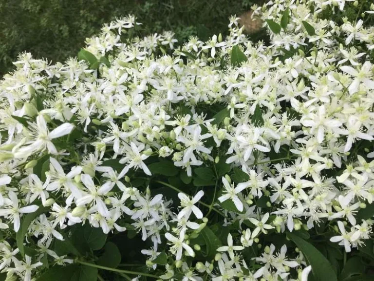 Clematis ‘Sweet Autumn’