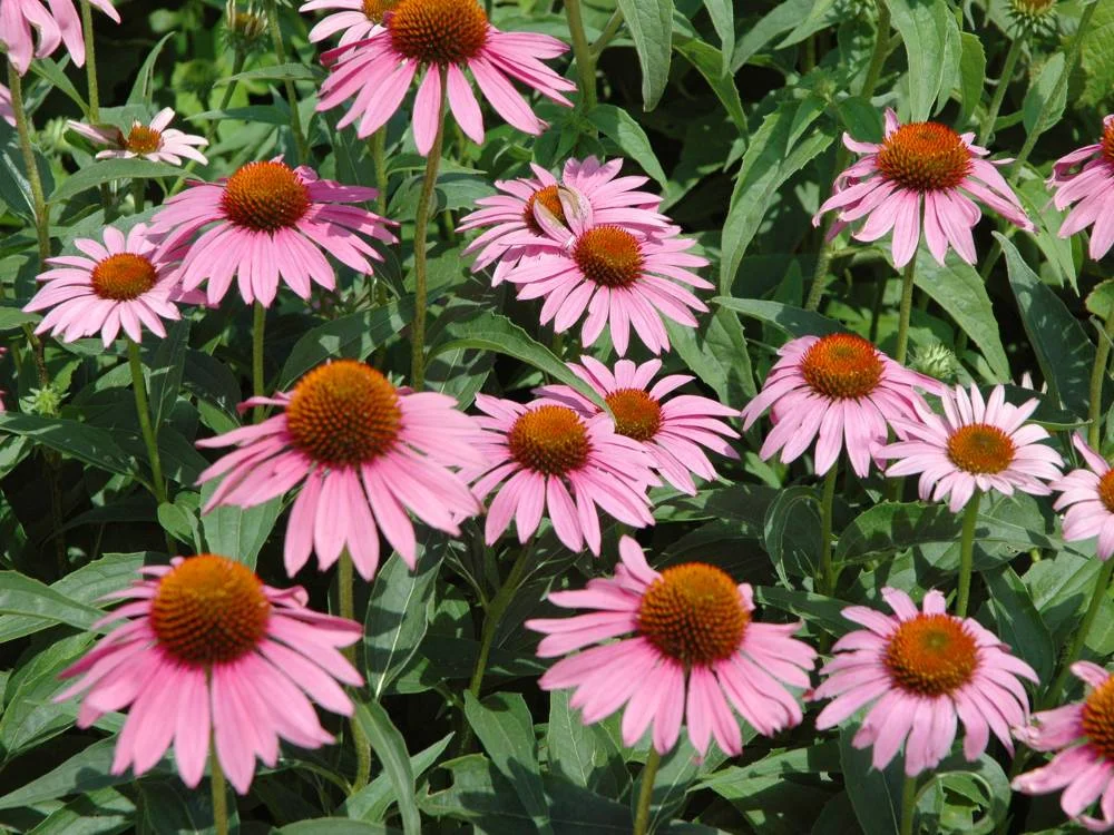 Cone plant