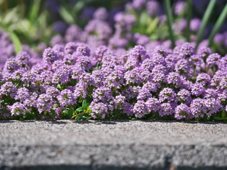 Creeping Thyme