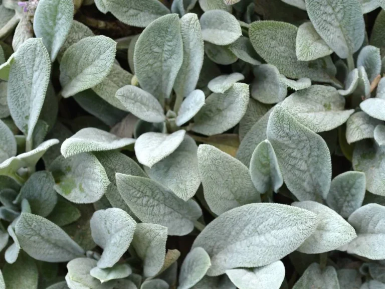 Dymondia (Silver Carpet)