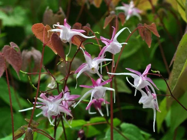 Epimedium