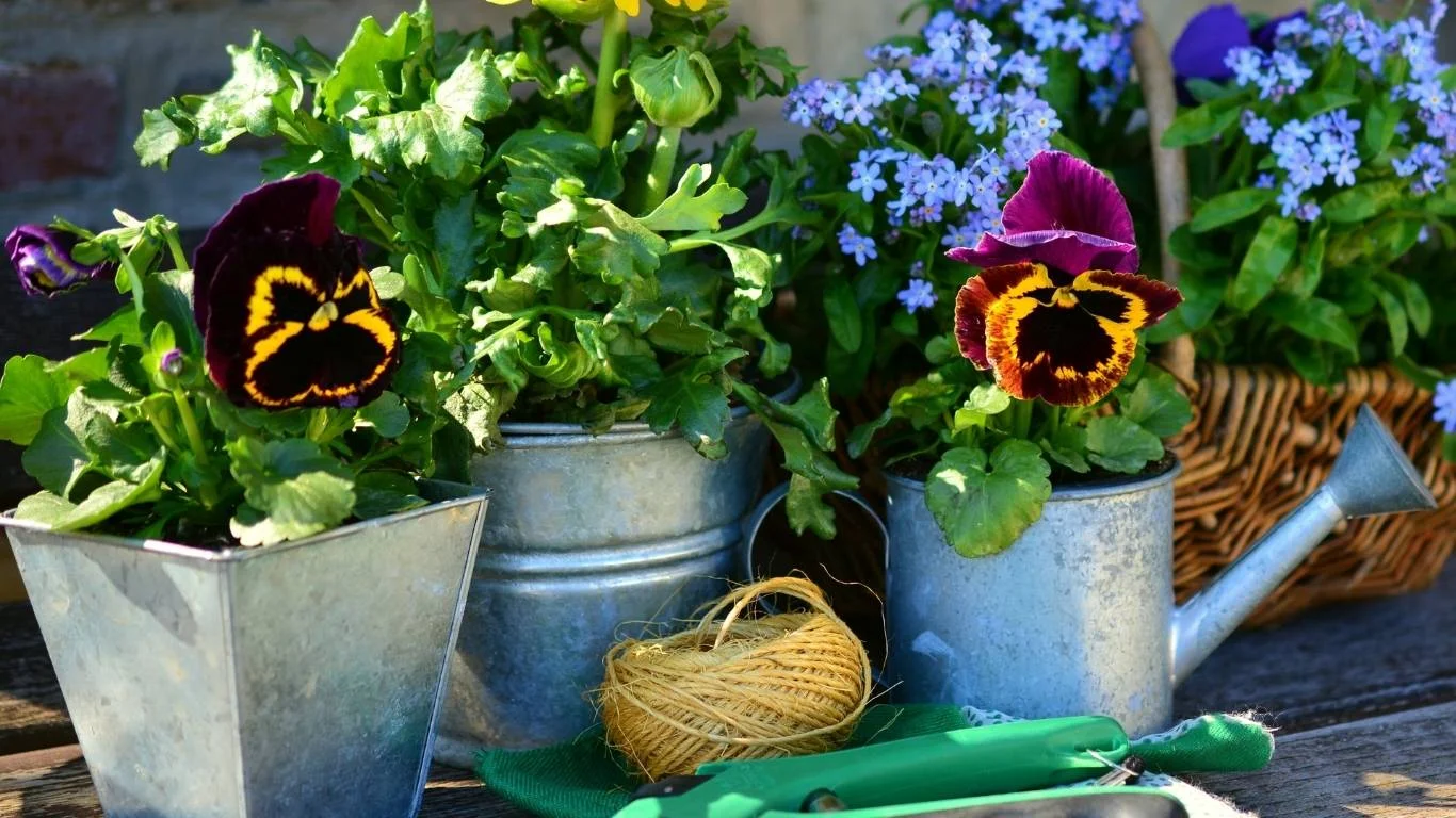 Grouping Plants in Decorative Pots