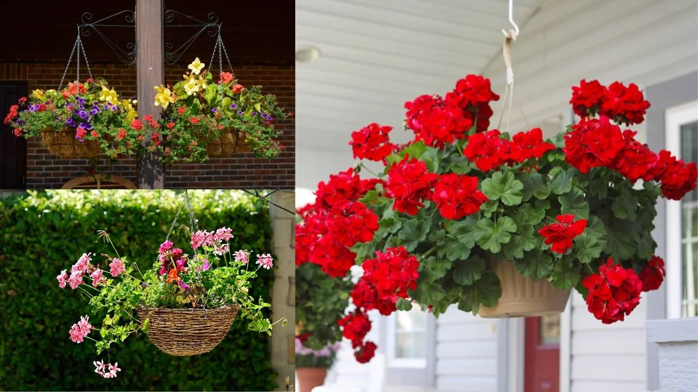 Hanging plants