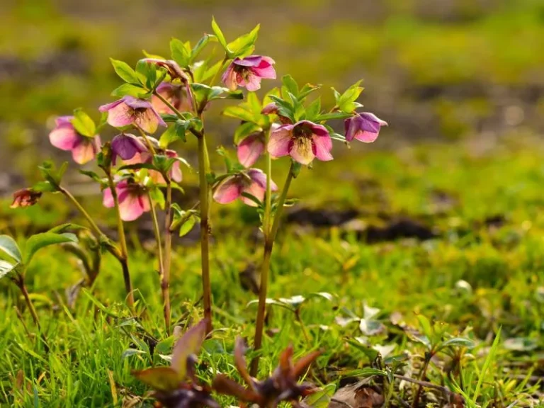 Hellebores