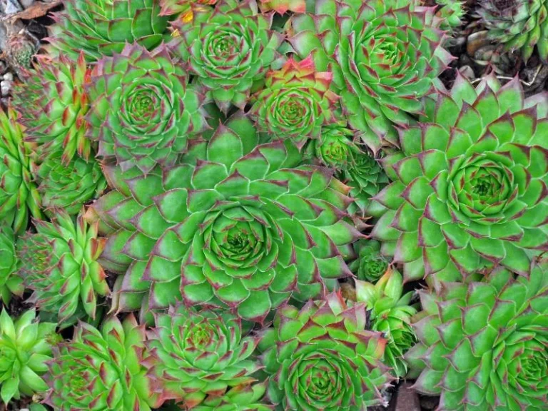 Hens and Chicks