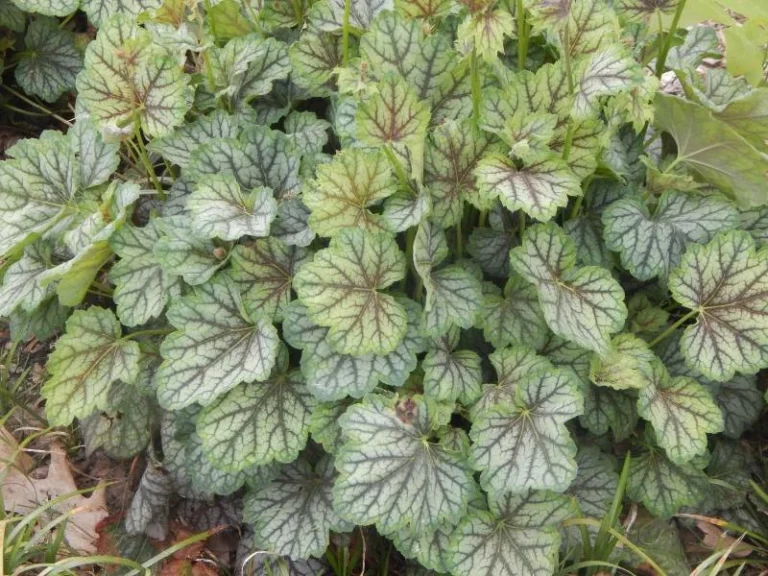 Heuchera