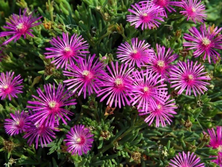 Ice plant