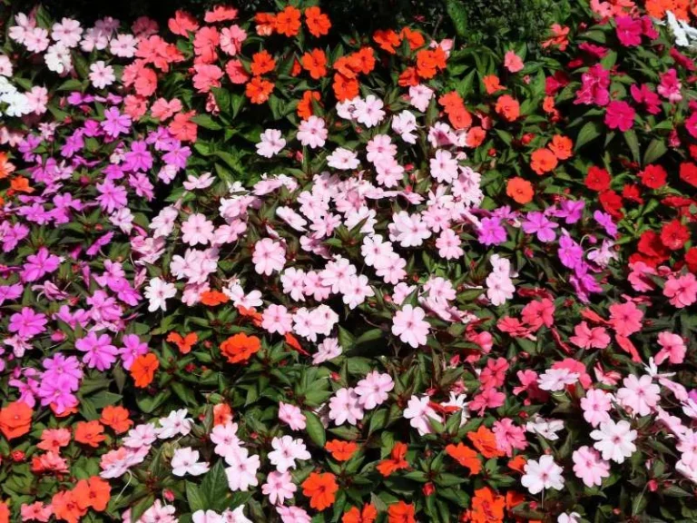 Impatiens