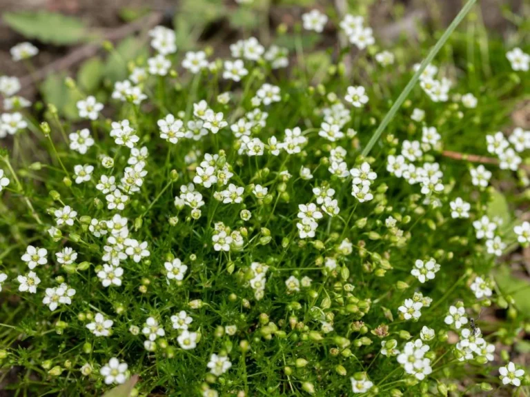 Irish Moss (Sagina subulata)