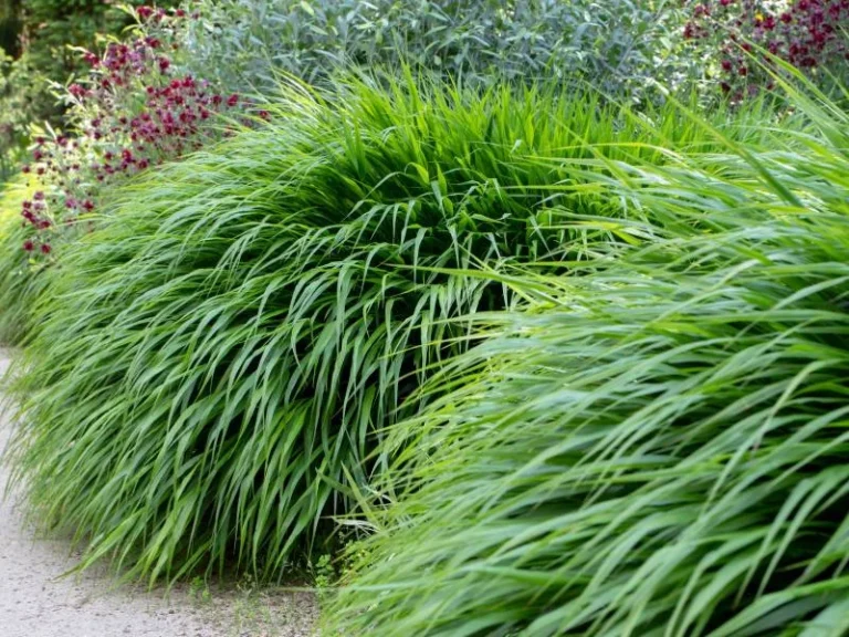 Japanese Forest Grass