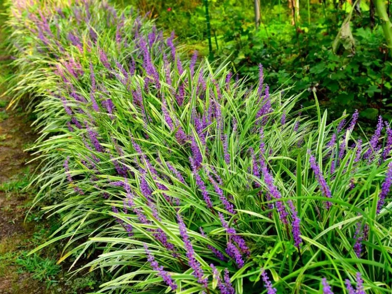 Liriope