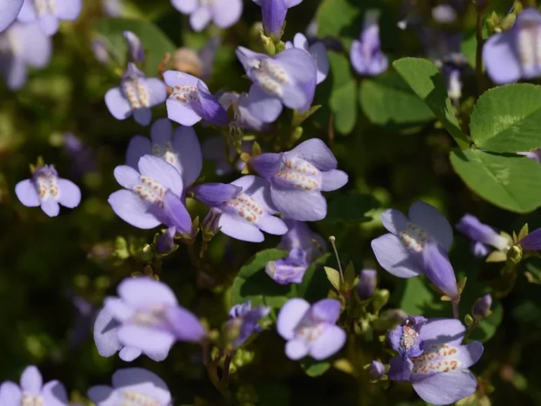 Mazus Reptans