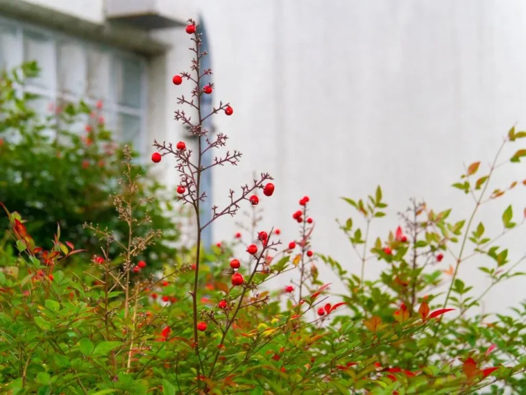 Nandina