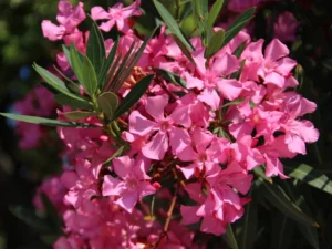 Oleander calypso plant