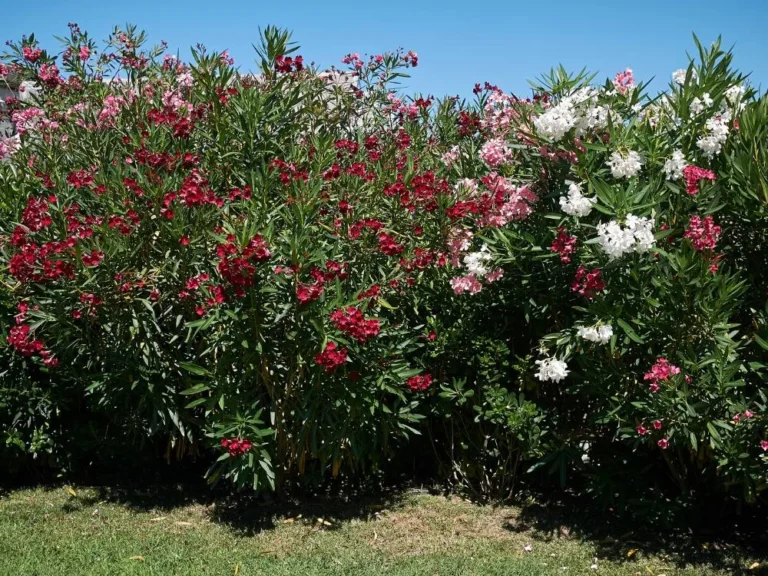 Oleander calypso