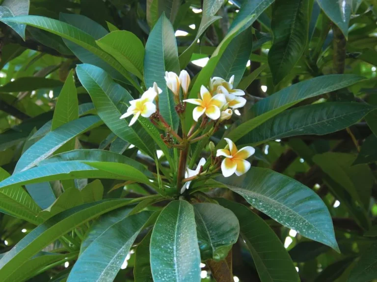 Plumeria (Frangipani)