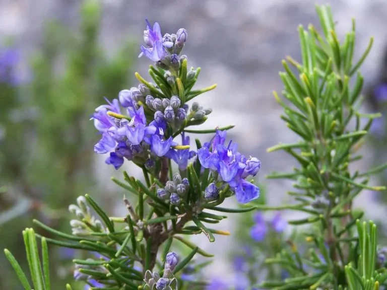 Rosemary