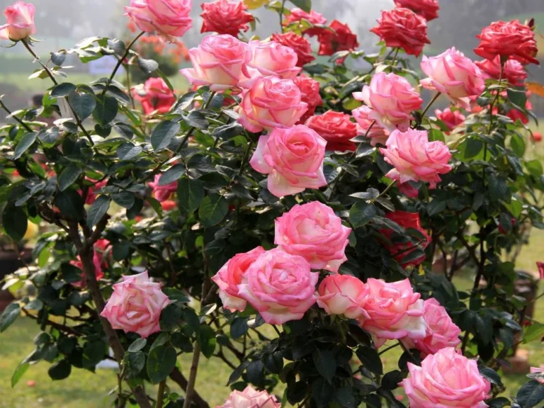 Roses