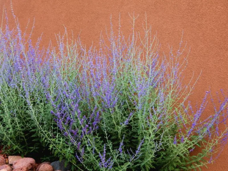 Russian Sage