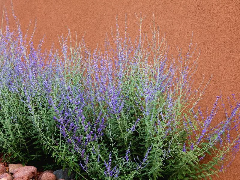 Russian Sage