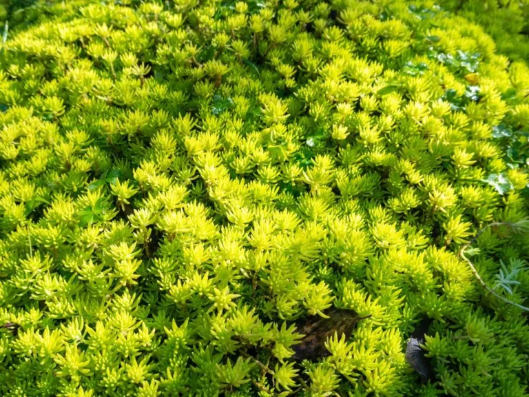 Sedum