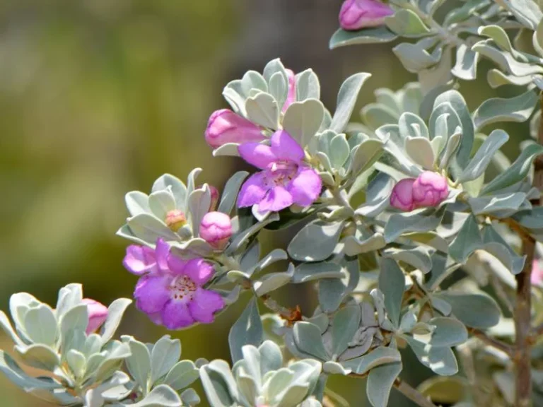 Texas Sage