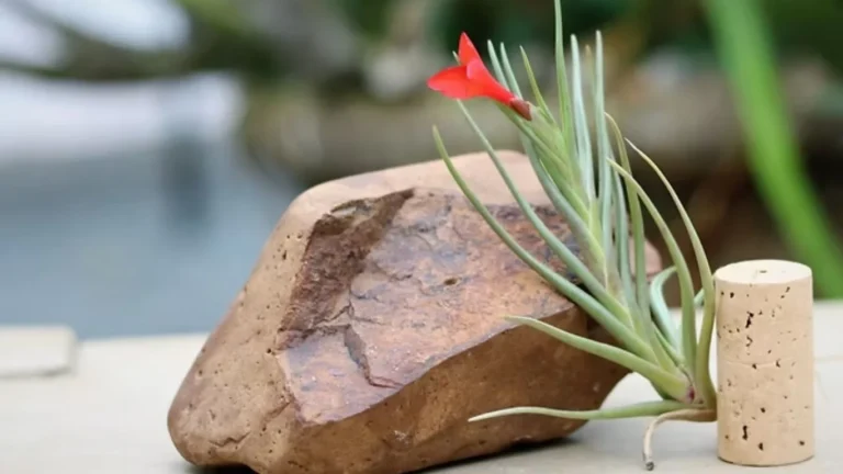 Tillandsia Albertiana