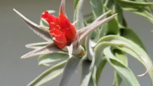 Tillandsia Albertiana Symbolism