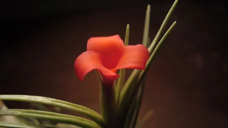 Tillandsia Albertiana flower