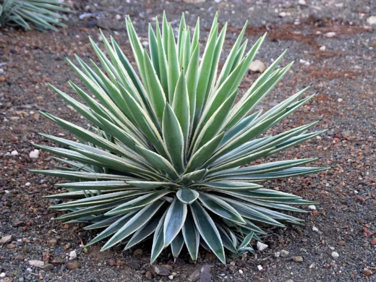 Yucca