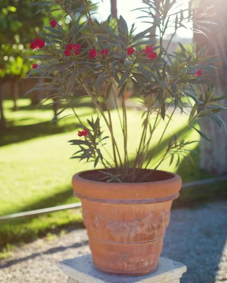 calypso oleander plant