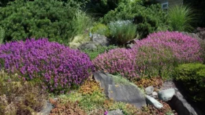 Drought-Tolerant Plants