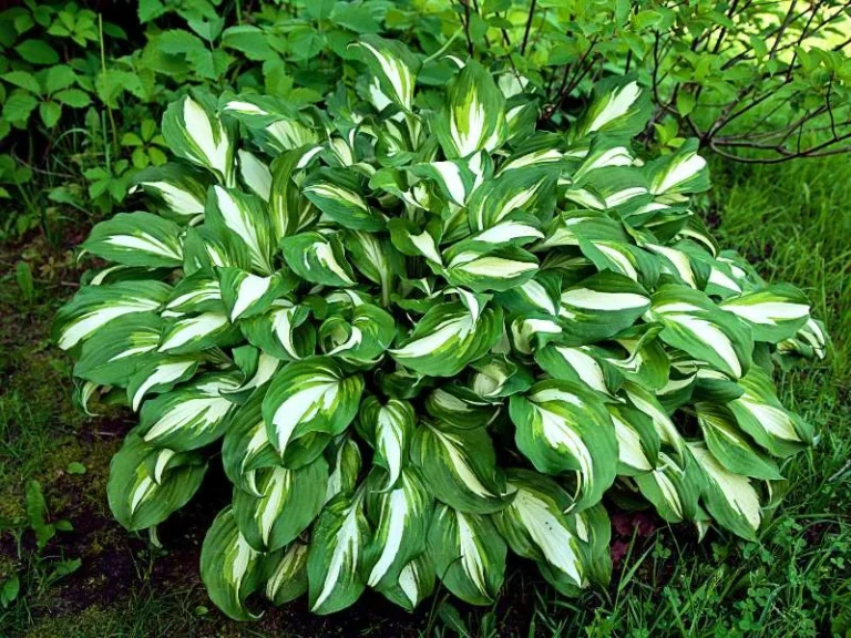 Hostas