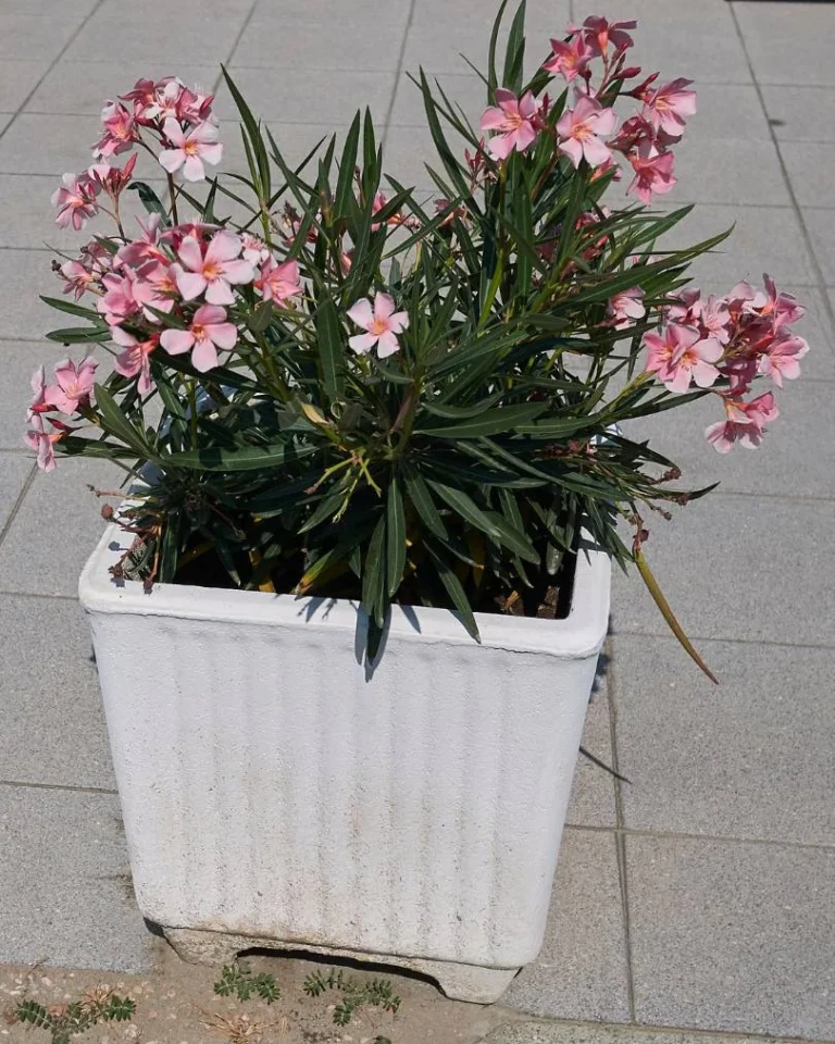 oleander calypso plant