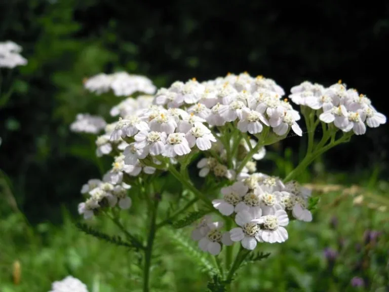 yarrow
