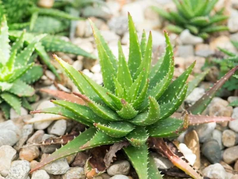Aloe vera