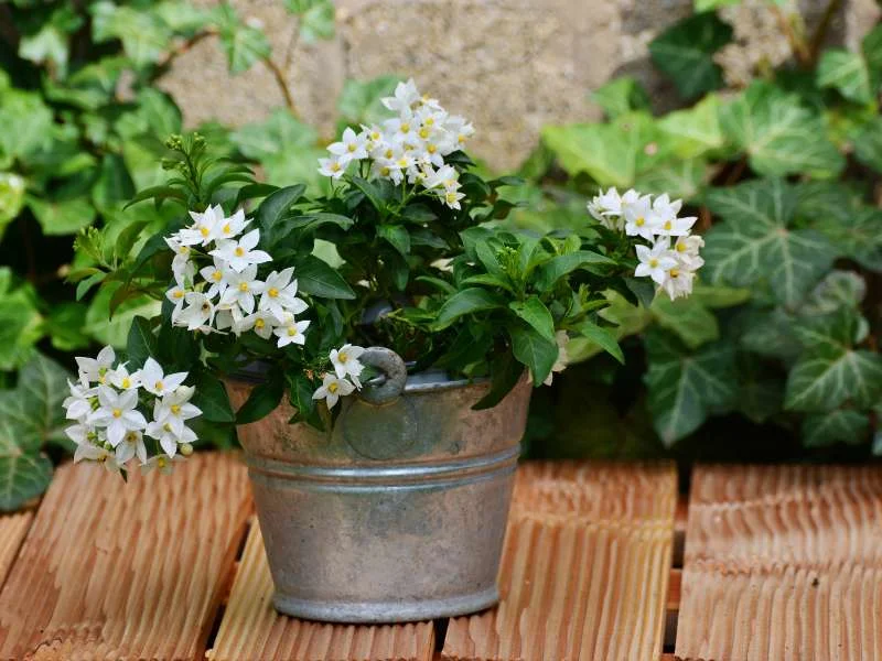 Asian Jasmine