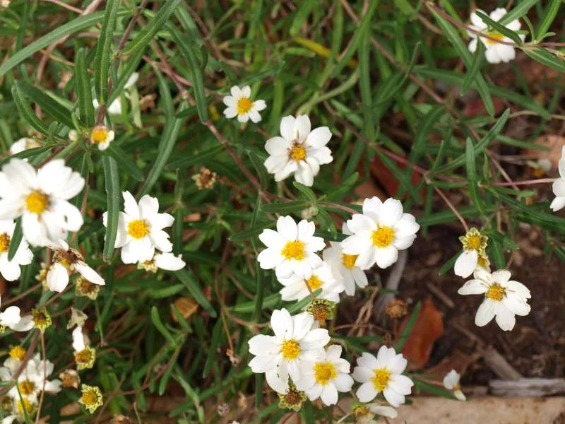 Blackfoot Daisy